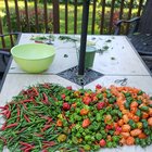 Gonna make some hot sauce – Reddit Post