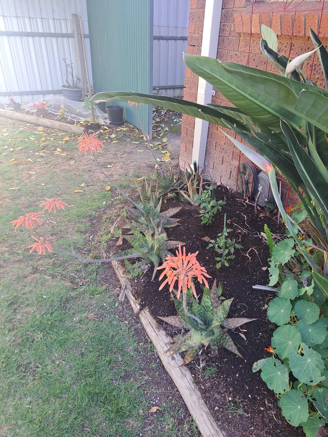 Aloe Vera flowers