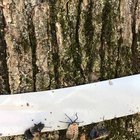 Found an easy way to catch lantern bugs (hint: only duct tape is needed) – Reddit Post