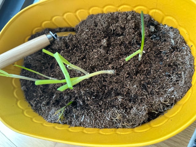Mold in my soil. – Reddit Post