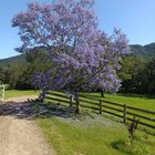 Why do some jacaranda trees flower more than others?