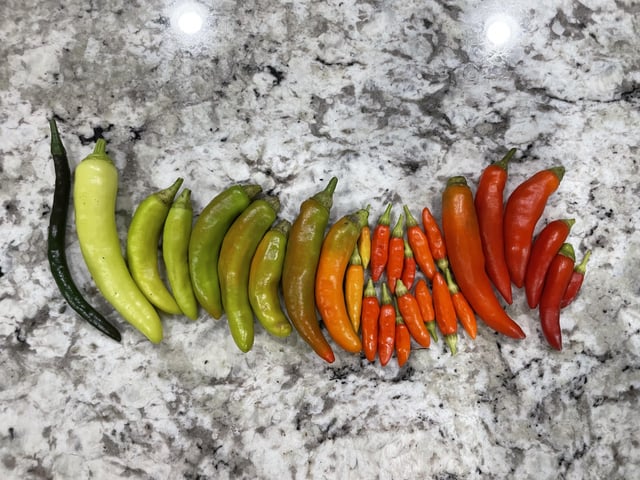 My peppers are finally popping off in the garden 🤩 scared to eat the little ones – Reddit Post