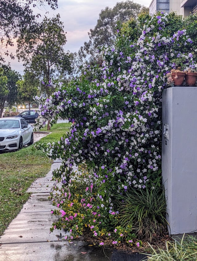 Yesterday Today and Tomorrow flowers in my neighbourhood – Reddit Post
