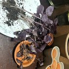 I live in a rental so I use pots – Reddit Post