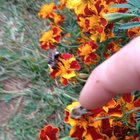 Who else here likes to pet there bees? 🐝 – Reddit Post