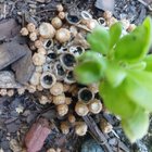 Showed up in my pot plant, what is it?