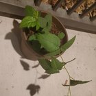 It’s 6 AM and I just realized my Blackberry plant has grown another stalk. Just wanted to share because I was so excited when I saw it! – Reddit Post