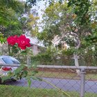 Sweet pots, orchid and a rose I didn’t grow but I grew it anyway 😂🤯🤔 – Reddit Post