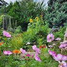 Update on the first year of our front yard veggie garden – Reddit Post