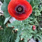 Late bloomers in the flowerbed – Reddit Post