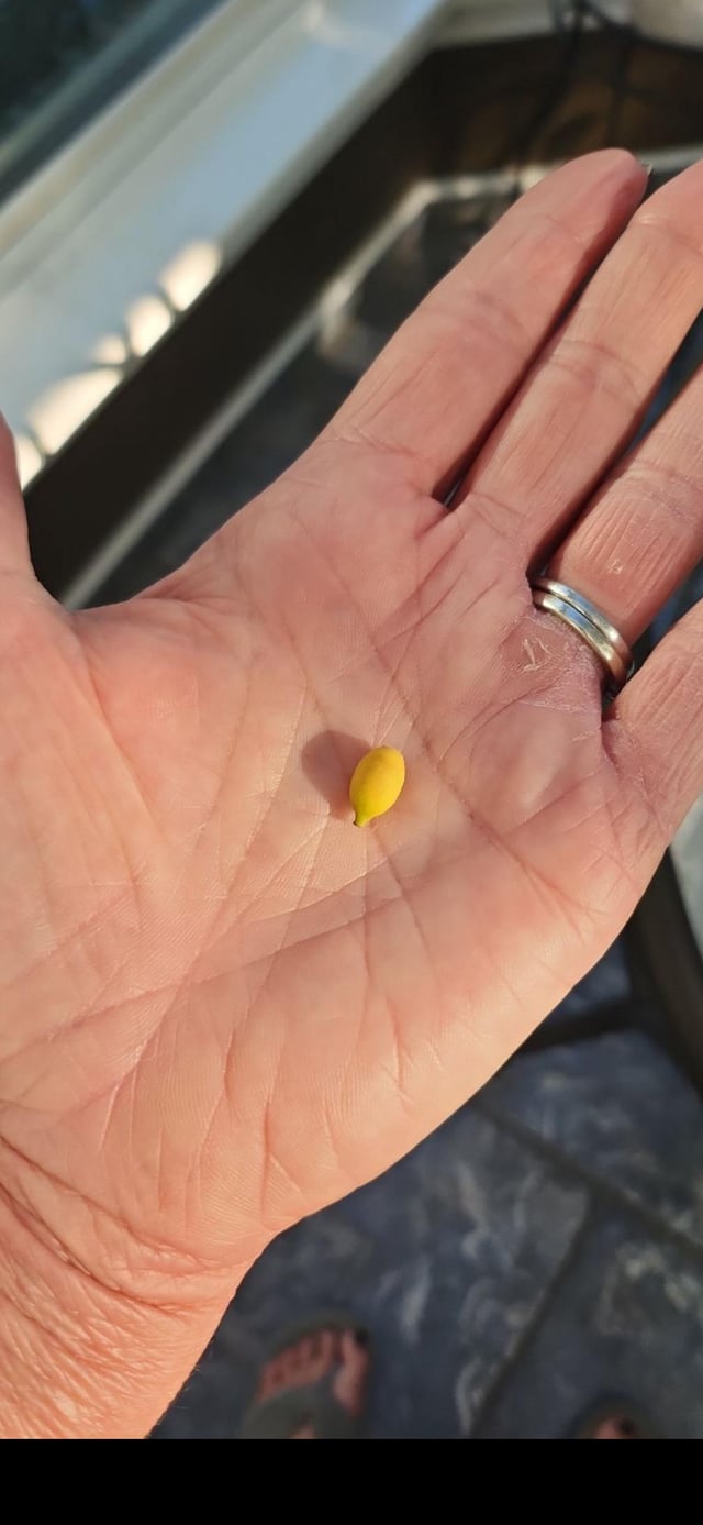 We can make lemonade for ants – Reddit Post