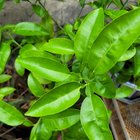 Help identifying citrus