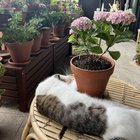 Help what is this weird furry thing growing around my potted hydrangea? – Reddit Post
