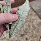What’s eating my buddleia?
