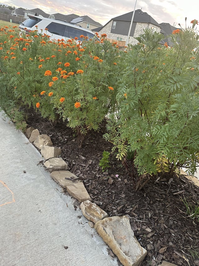 Tall Marigolds – Reddit Post