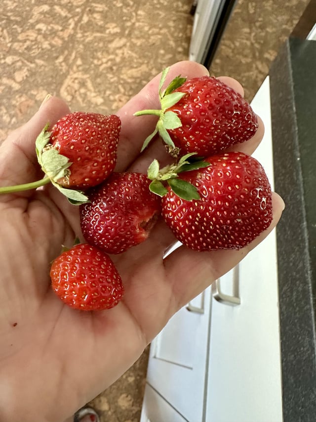 Just picked today…October 8th! Crazy!!! – Reddit Post