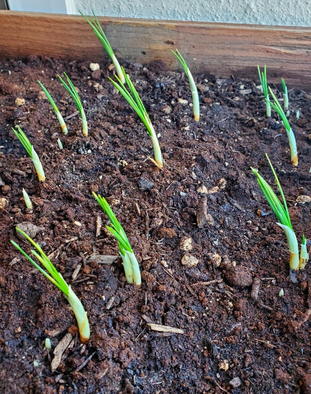 Saffron coming along… – Reddit Post