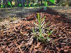 200 lavender cuttings update – Reddit Post