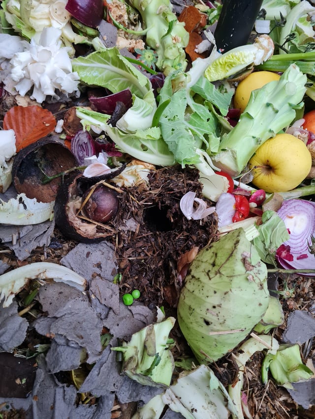 What do you think has burrowed away at this?
