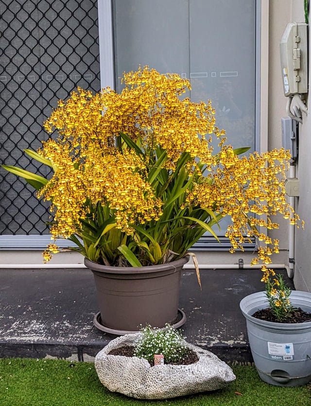 Saw this orchid today – Reddit Post
