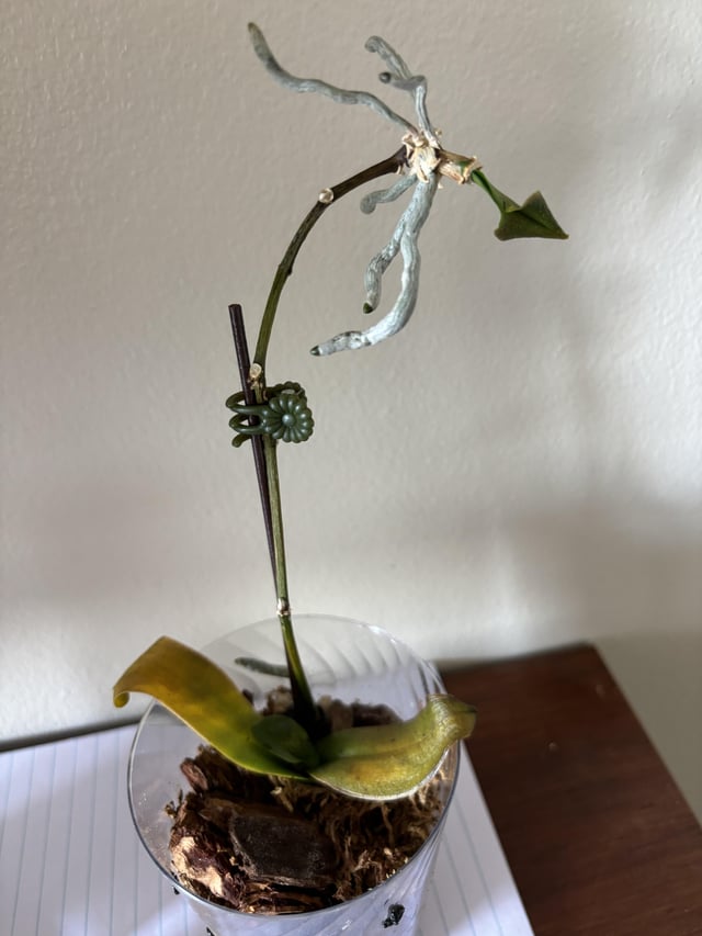Looking for suggestions to save this orchid. – Reddit Post