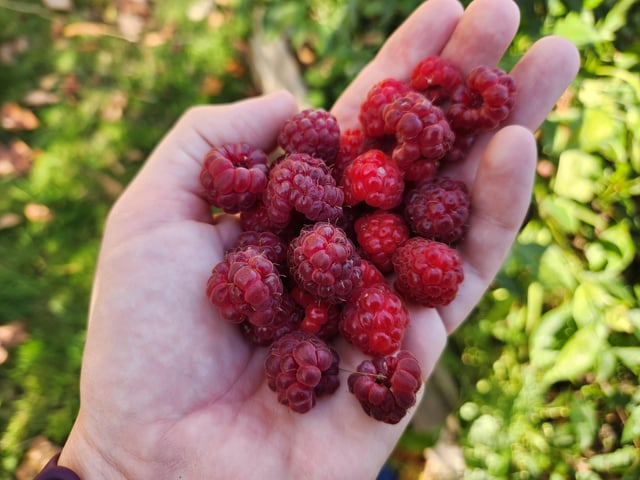 Late season raspberries for one last taste of summer! – Reddit Post