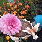 Seen this today in my yard – Reddit Post