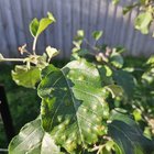Apple Plants Suffering