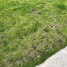 Garden help! – Reddit Post
