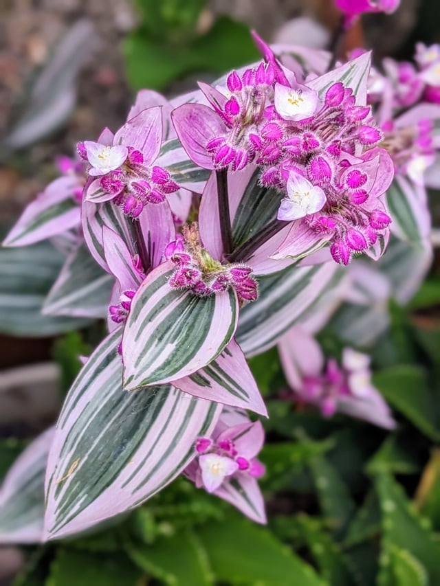 Tradescantia Nanouk blooms – Reddit Post