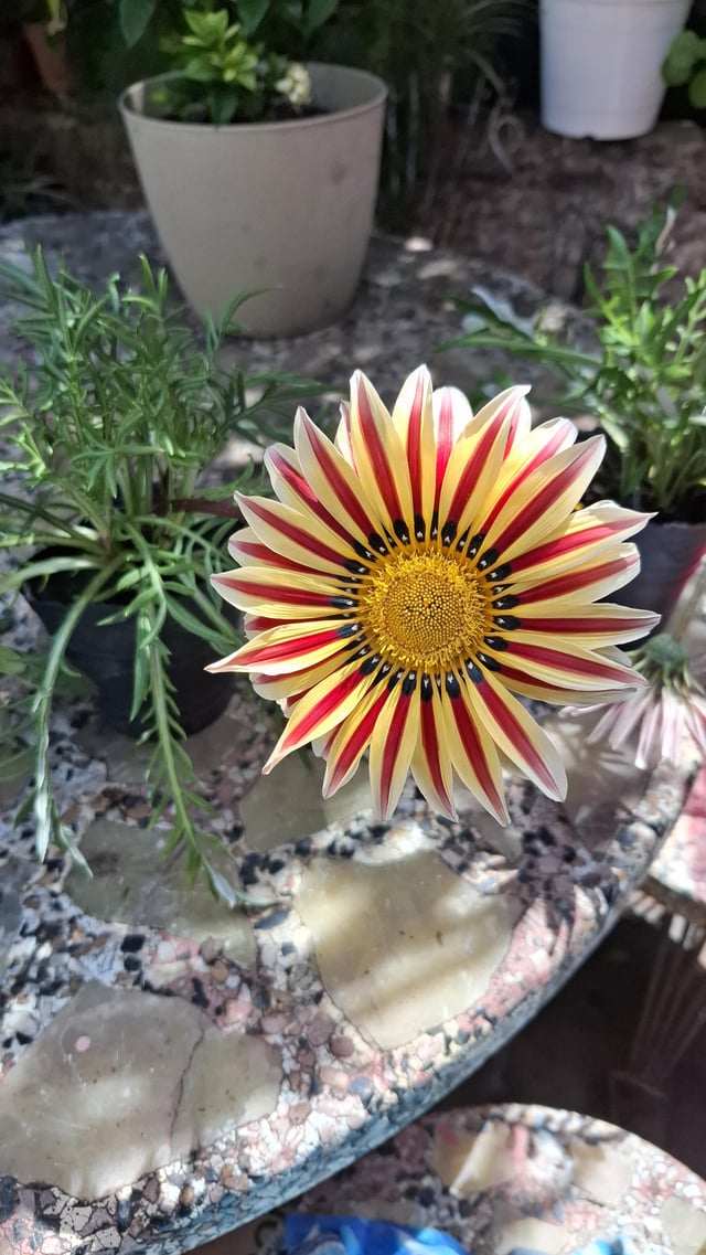 Gazania Linearis – Reddit Post