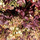 Most Beautiful Ornamental Blueberry Bush I’ve Ever Seen! (Cabernet Splash) 🫐🍷 – Reddit Post