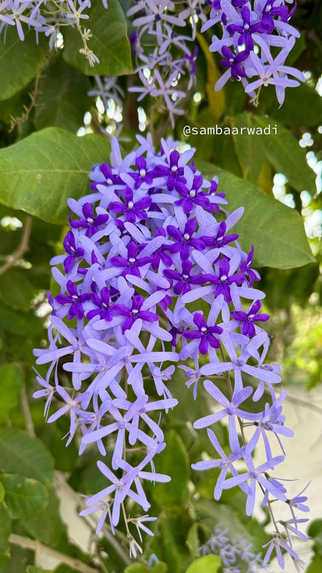 Petrea Volubilis! – Reddit Post