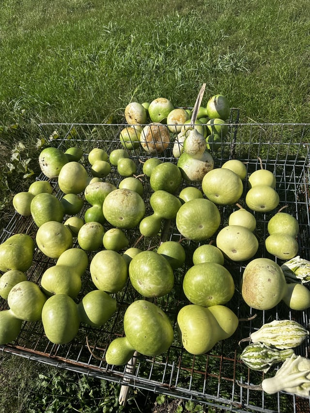 Gourd harvest! – Reddit Post