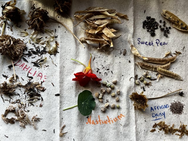 Starting to collect seeds for next year 💗 I love the cycle of gardening – Reddit Post