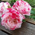 My Scentimental Rose has two very different styles! Is this normal? – Reddit Post