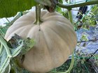 Squash: what kind is this and when ready to pick? – Reddit Post