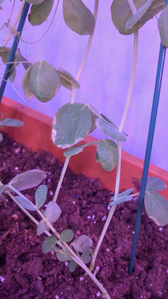 Snow peas indoors – old leaves dying