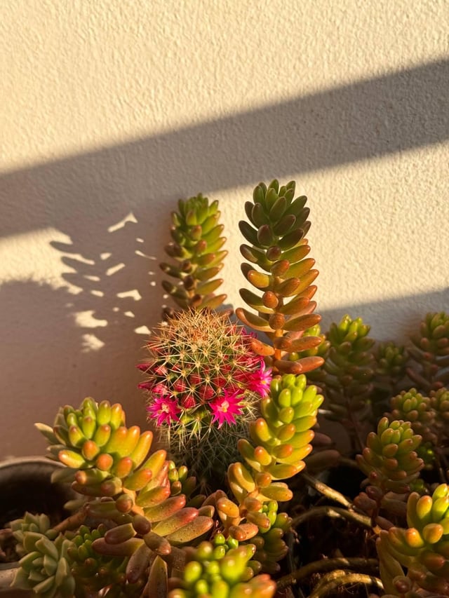 Watching a cactus bloom is a reminder that beauty can emerge in the most unexpected places. – Reddit Post