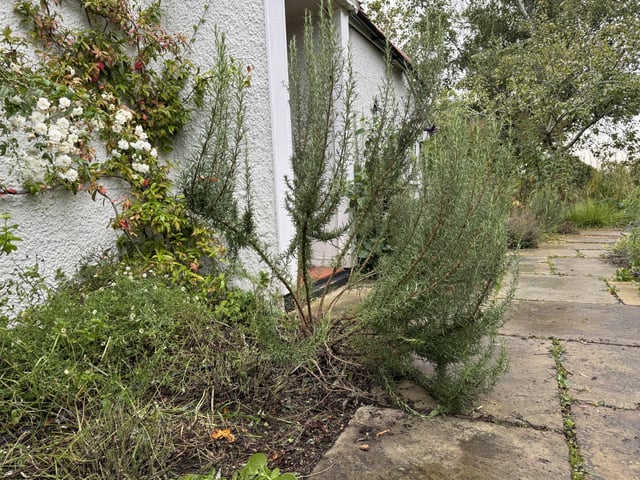 How severely should I cut this rosemary back to get it bushy again? – Reddit Post