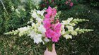 When you plant some seeds of a plant that you think will die in the winter but grows stronger and gives you beautiful gifts in the following spring. – Reddit Post