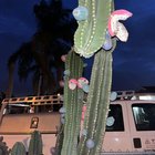hi everyone! what is this?! this cactus in our front yard is growing these dragonfruit looking (?)fruits. are these edible? why are some purple/blue? when are they ready to be picked if they are edible? – Reddit Post