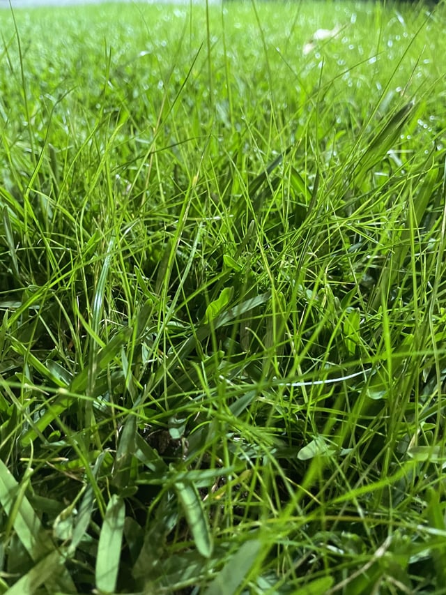 Does anyone know what kind of weed this is?