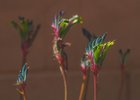 My garden has a big mix of native and introduced species, but I love them all – Reddit Post