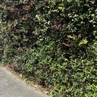 Identify this hedge