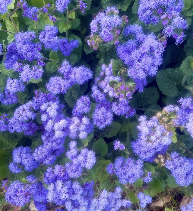 My favorite fall blooms! [4B] – Reddit Post
