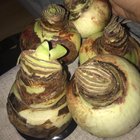 auntie gave these amaryllis bulbs for me. they are as big as my hand!!!! – Reddit Post