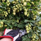 Harvest time! And then, brewing shenanigans… – Reddit Post