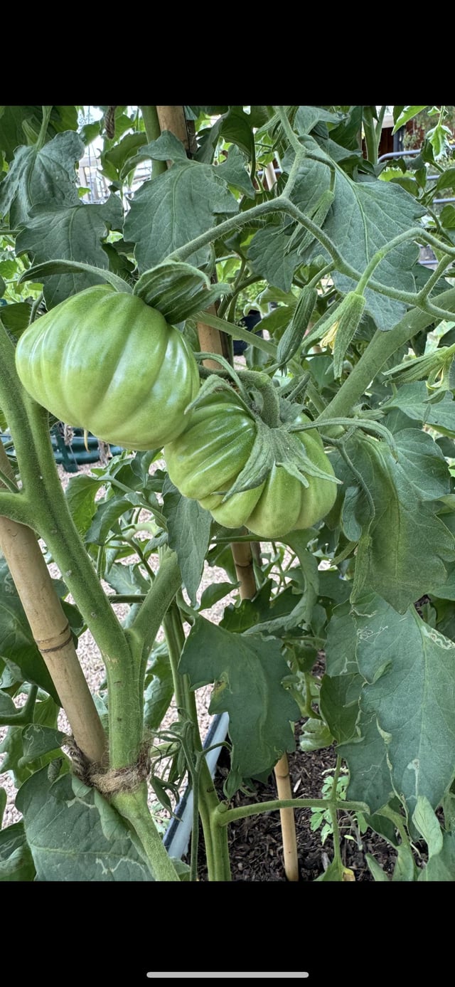 Fall Tomatoes – Reddit Post