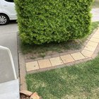 The previous owner of my house kept these melaleucas pruned into shapes. Is there a way I can help them grow back into a more natural shape?